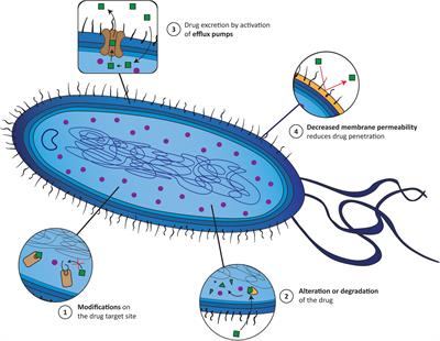 The Use of Antibody-Antibiotic Conjugates to Fight Bacterial Infections